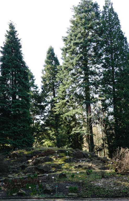 Conifers of the Klamath Region 